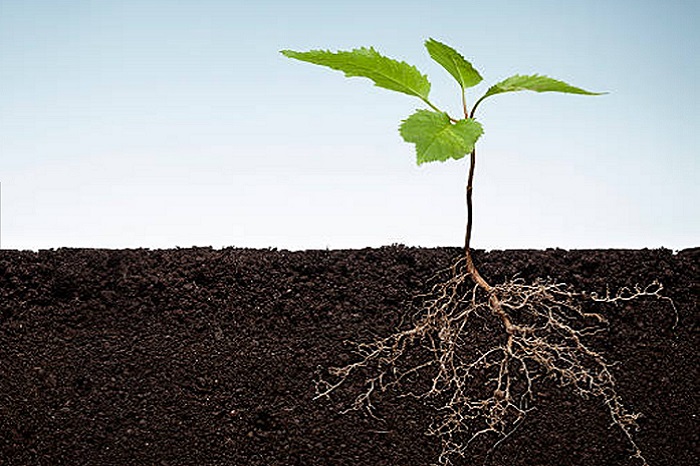 Cây phát triển mạnh sau khi kích rễ