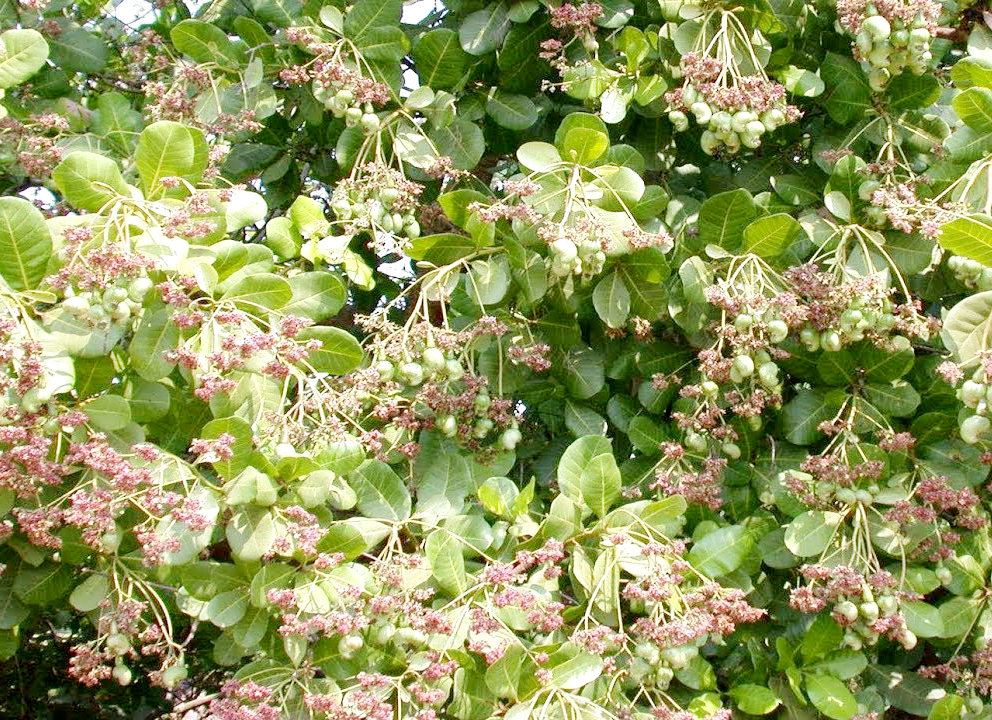 Cây ra hoa đều, nhiều bông