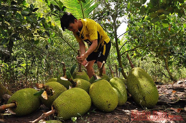 Mít Thái thu hoạch tại vườn giá bao nhiêu tiền 1kg