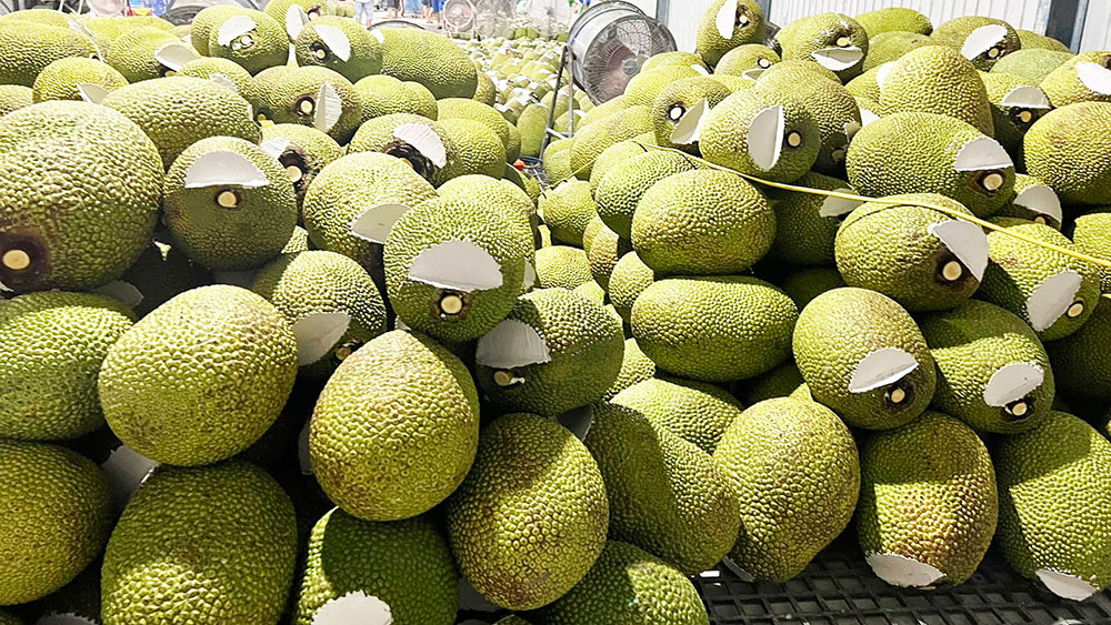 Phân loại mít loại 1 và mít xô khi thu hoạch