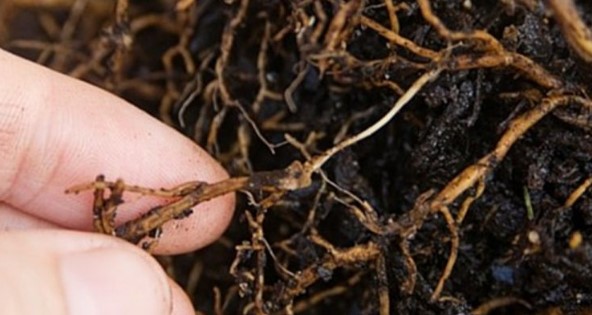 Đất quanh gốc còn ẩm bí là sai điều kiện khi xử lý cây sầu riêng bị thối rễ