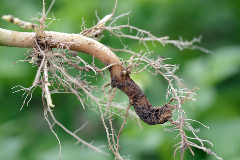 Trichoderma Hỗ Trợ Phòng Bệnh Vùng Rễ Trong Vườn Cây Ăn Trái