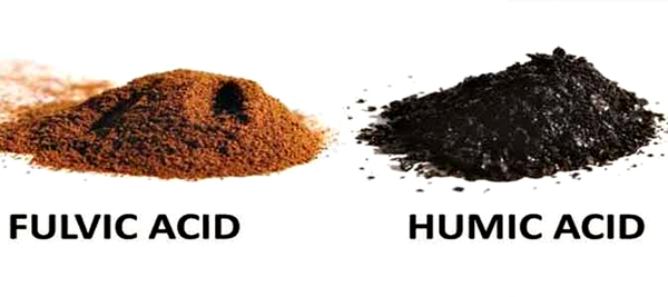 Phân Biệt Humic Acid Và Fulvic Acid Trong Cây Trồng