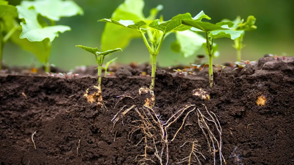 Humic Hỗ Trợ Rễ Tơ Phát Triển Và Tăng Nền Hấp Thu