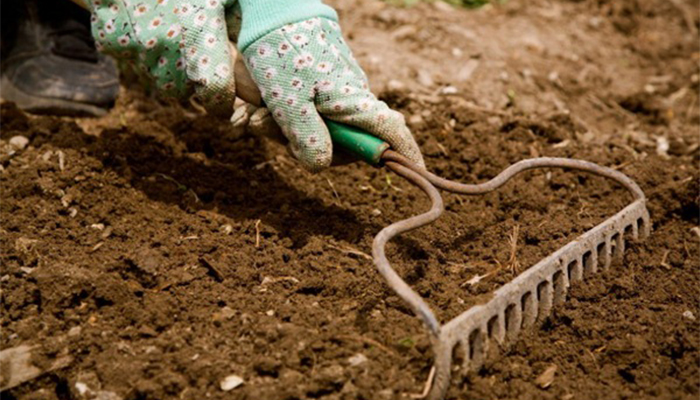 Cải tạo đất giúp phục hồi vùng rễ cho cây ăn trái