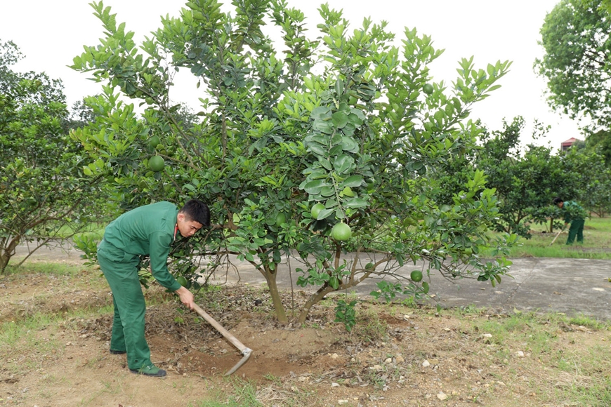 Vệ sinh vườn giúp giảm nguồn nấm bệnh trong đất