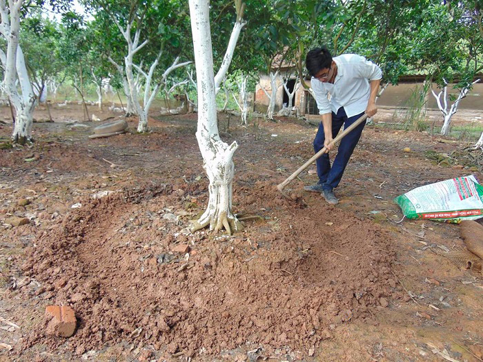 Bón phân hữu cơ giúp tăng mùn và cải thiện độ phì đất