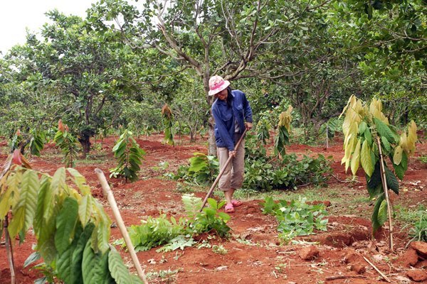 Tiết kiệm chi phí nông nghiệp bằng cách chăm đất và rễ