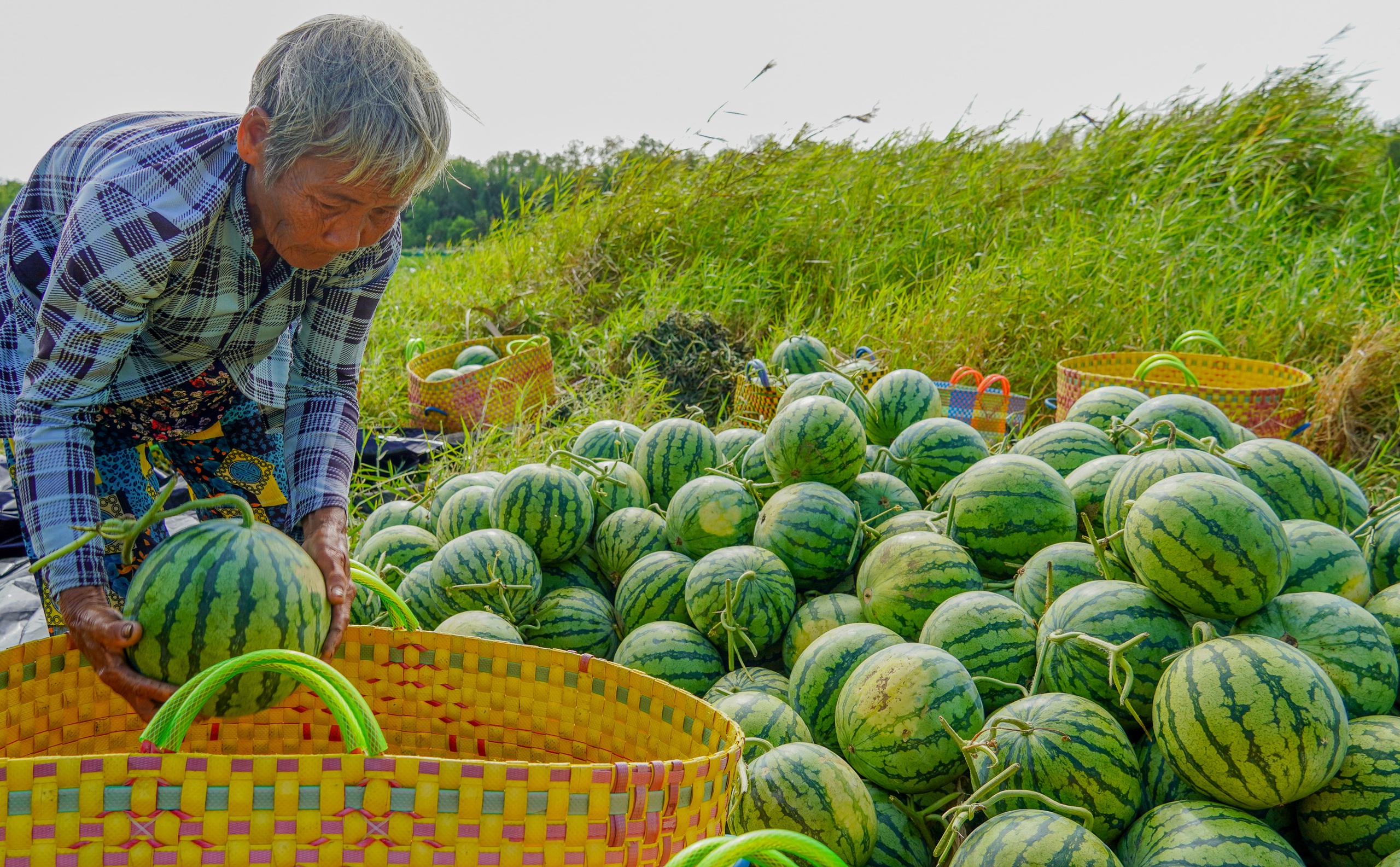 Phân loại dưa hấu giúp nhà vườn bán được giá tốt hơn