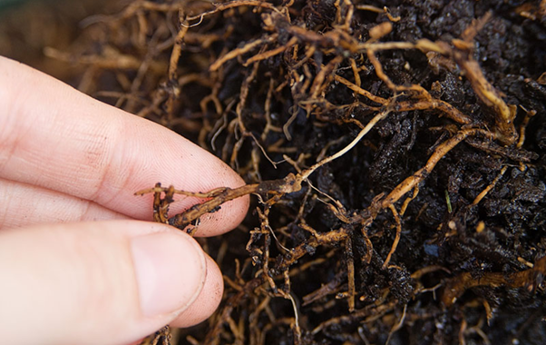 Rễ cây bị thối nâu đen do nấm Phytophthora trong đất ẩm