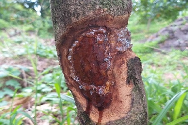 Cây bị xì mủ thối gốc do nấm Phytophthora gây hại