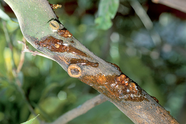 Dấu hiệu nấm Phytophthora gây vàng lá thối rễ xì mủ thân