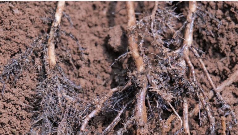 Nấm Fusarium tồn tại trong đất và tấn công bộ rễ