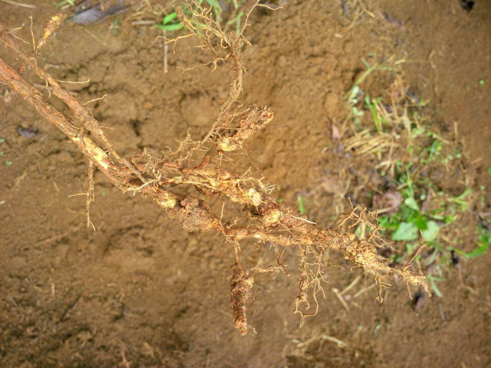 Rễ cây bị thối do nấm Fusarium trong đất