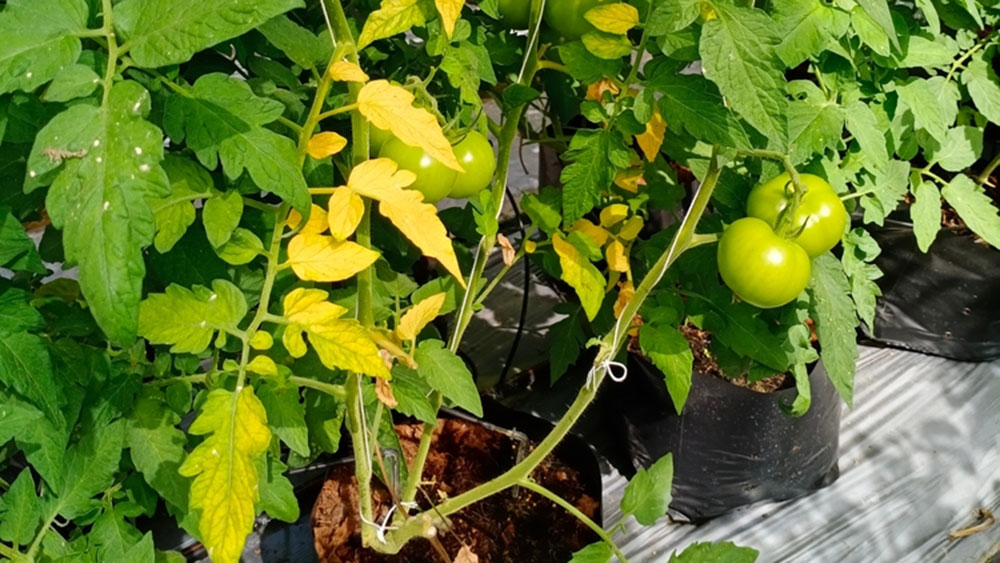 Dấu hiệu cây bị vàng lá héo rũ do nấm Fusarium