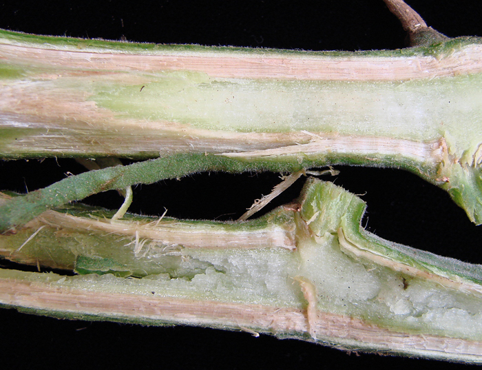 Cắt ngang thân cây giúp nhận biết bệnh héo rũ Fusarium