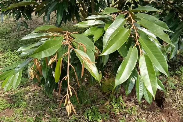 Cây chậm ra đọt do rễ yếu và thiếu dinh dưỡng