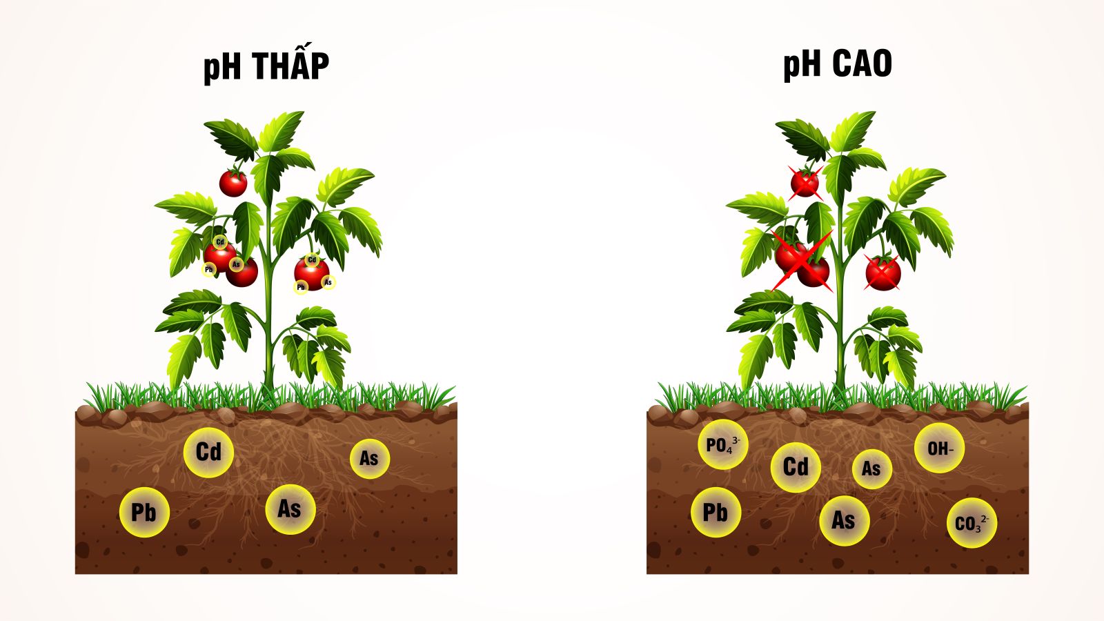 pH đất tác động đến rễ, dinh dưỡng và năng suất cây ăn trái