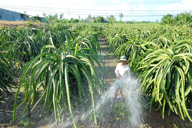 Mùa khô khiến cây ăn trái dễ thiếu nước, rụng hoa và suy rễ