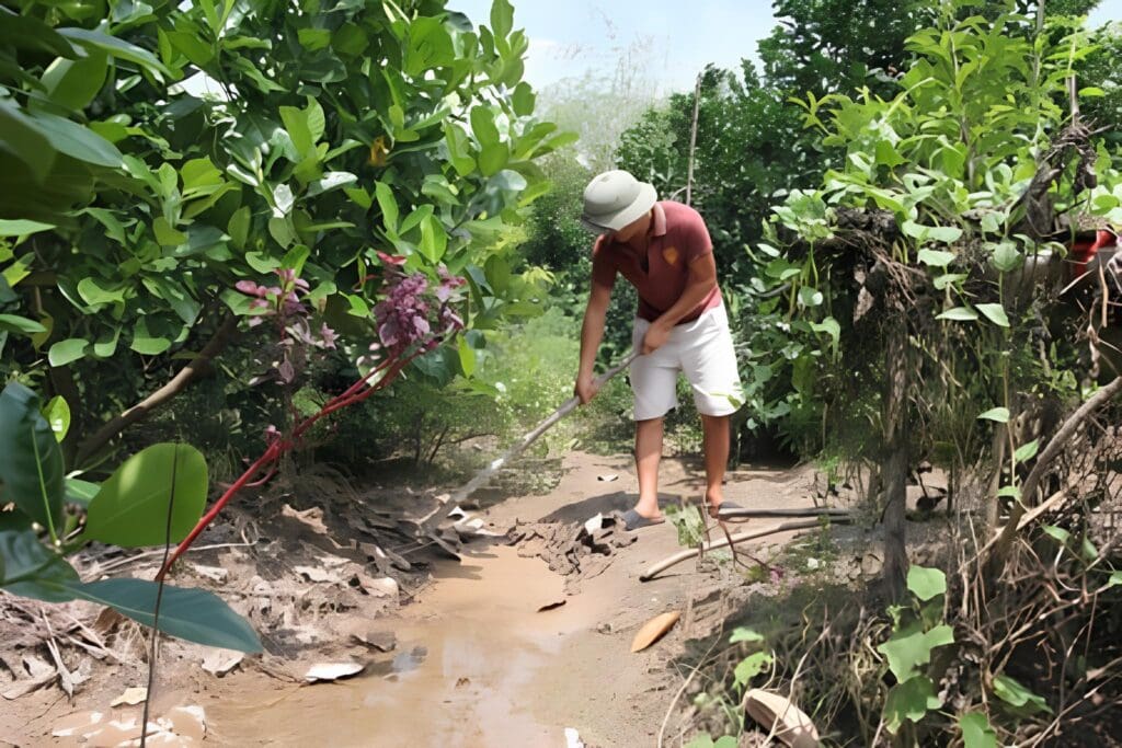Thoát nước và cắt tỉa thông thoáng là việc cần làm trong mùa mưa