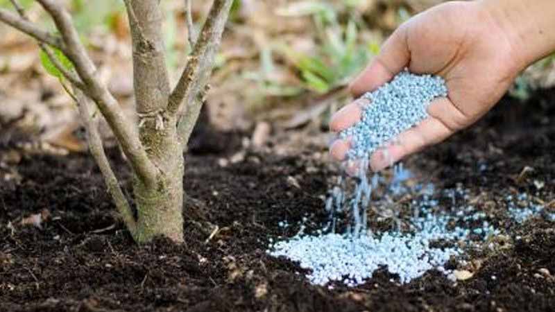 Nhà vườn bón phân cho cây ăn trái quanh vùng rễ