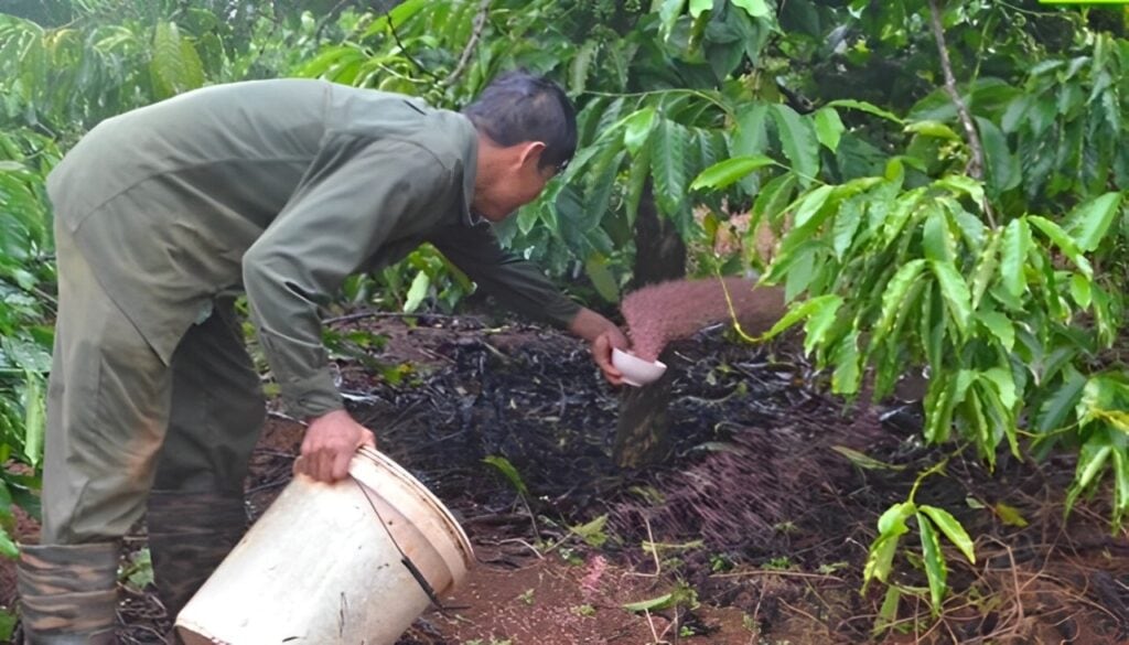 Cách rải phân gốc đúng vị trí để cây hấp thu tốt hơn