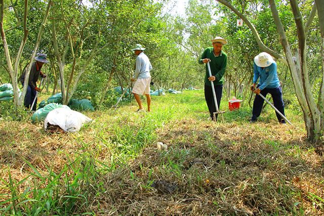 Canh tác truyền thống và sinh học khác nhau ở cách chăm đất và chăm cây