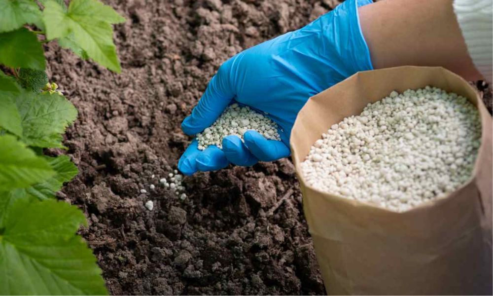 Canh tác truyền thống thường dựa nhiều vào phân bón và thuốc hóa học