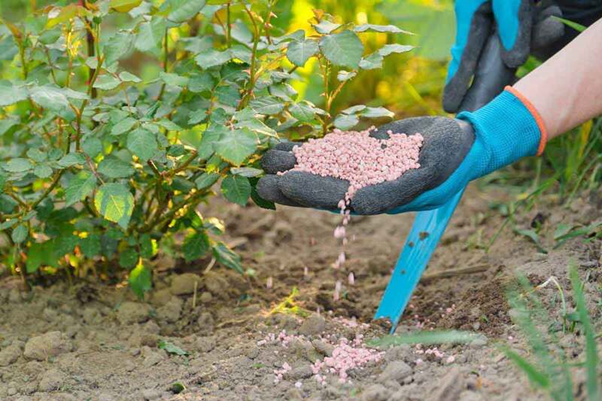 Cách kiểm tra phân bón hòa tan tốt trước khi sử dụng