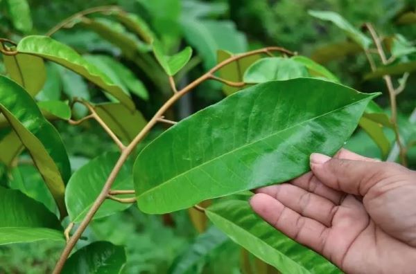 Lá xanh và đọt khỏe là dấu hiệu cây hồi sức tốt hơn