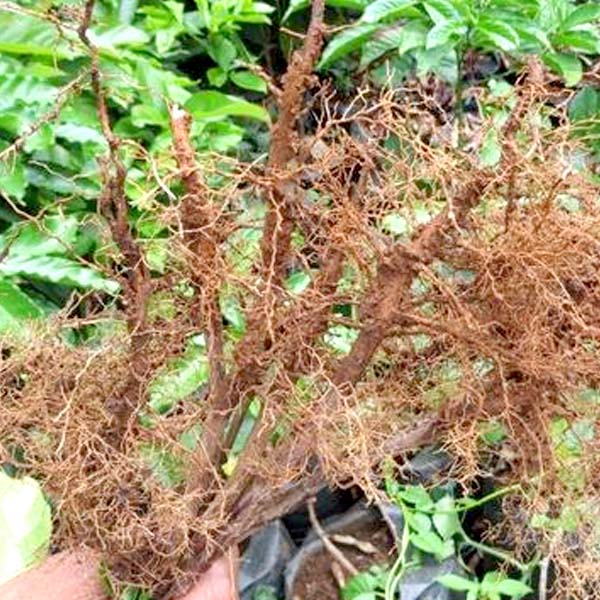 Bộ rễ khỏe giúp cây hấp thu dinh dưỡng tốt hơn