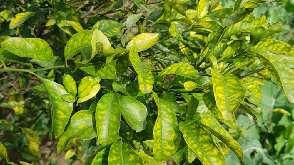 Dấu hiệu cây hấp thu dinh dưỡng kém