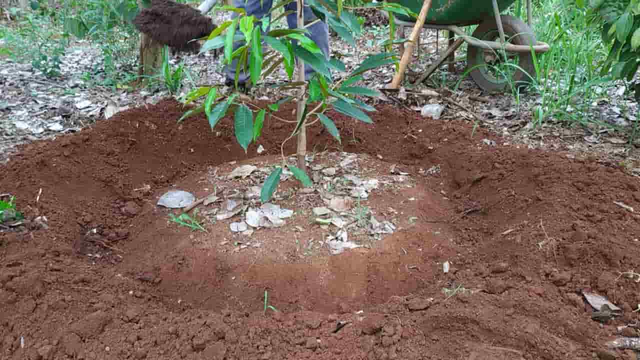 Các loại phân bón hữu cơ phổ biến trong canh tác nông nghiệp