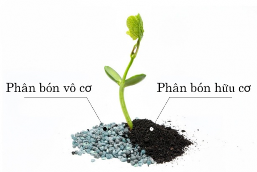 Phân hữu cơ và phân vô cơ có cách tác động khác nhau đến đất trồng