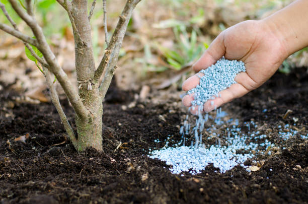Bón phân hữu cơ vi sinh quanh vùng rễ hoạt động của cây