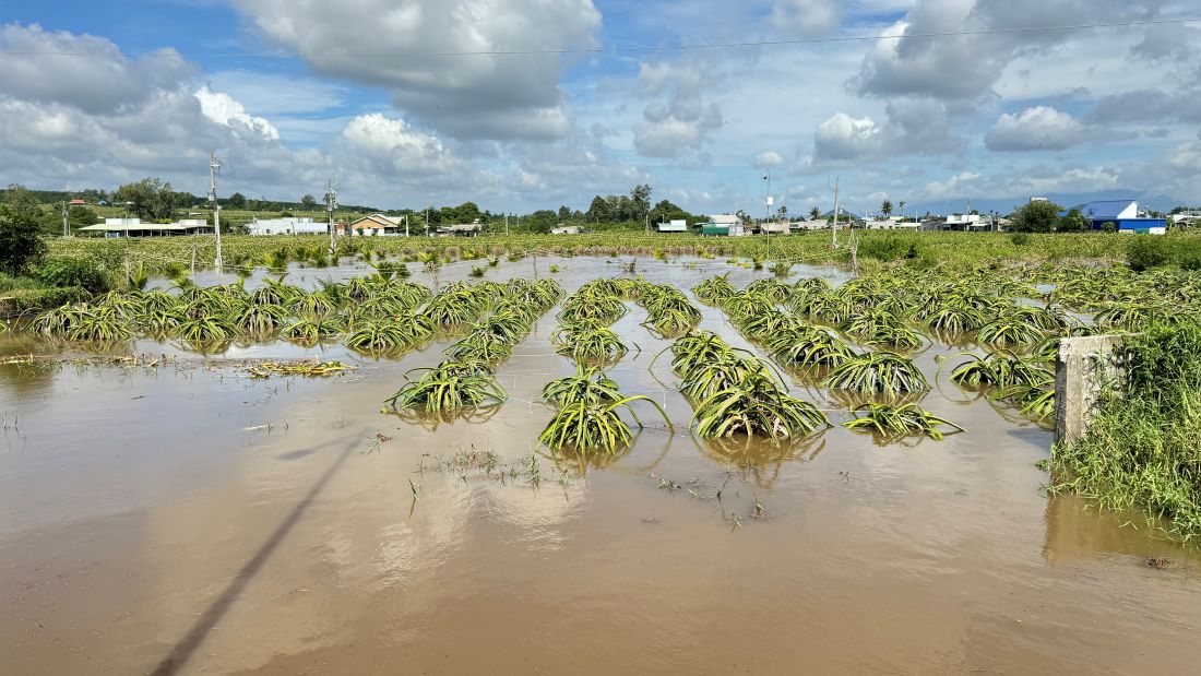 Đất ngập úng có thể làm giảm hiệu quả của phân sinh học