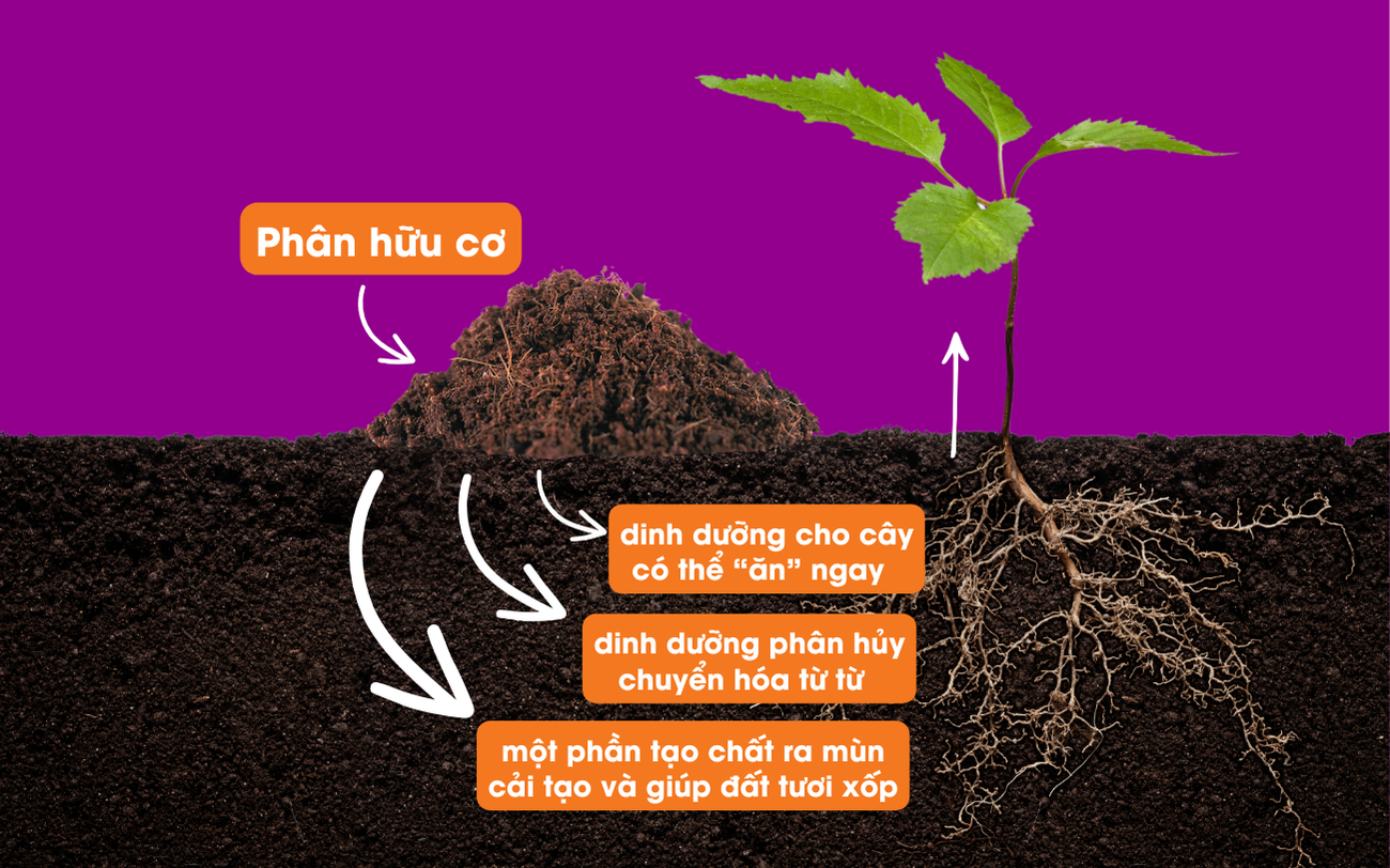 Chất Hữu Cơ Giúp Đất Giữ Ẩm Và Dinh Dưỡng Tốt Hơn