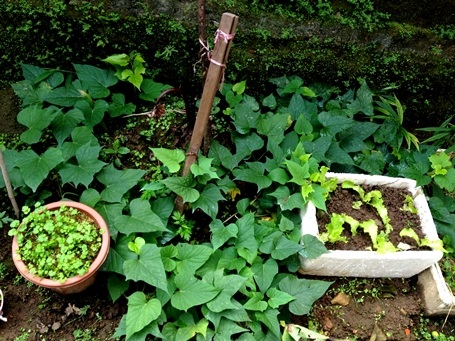Phân trùn quế phù hợp với rau, hoa và cây ăn trái