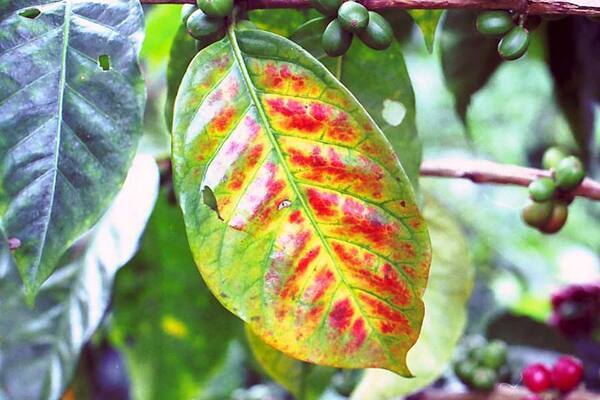 Dấu hiệu cây thiếu đạm thường xuất hiện trên lá già