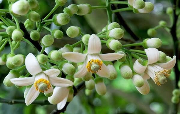 Phân lân hỗ trợ quá trình ra hoa và tạo hạt