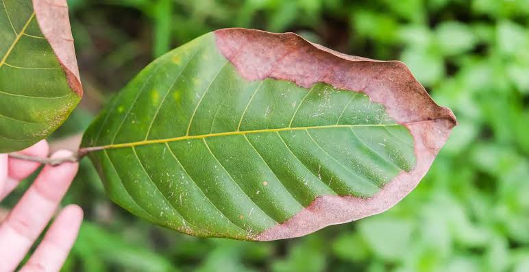 Dấu hiệu cây thiếu kali thường xuất hiện từ mép lá già