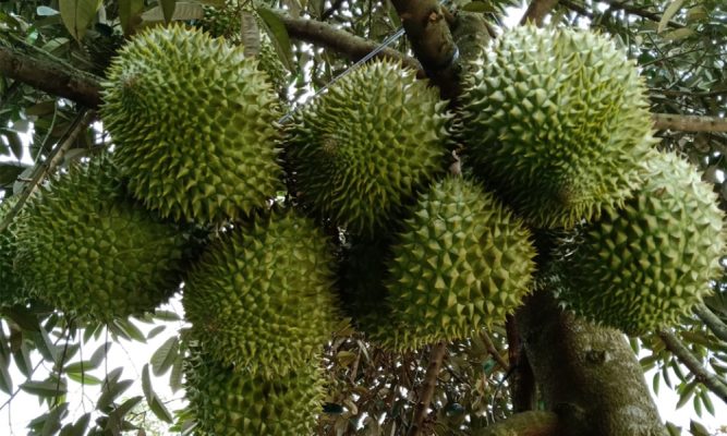 Phân DAP có thể sử dụng cho nhiều nhóm cây trồng