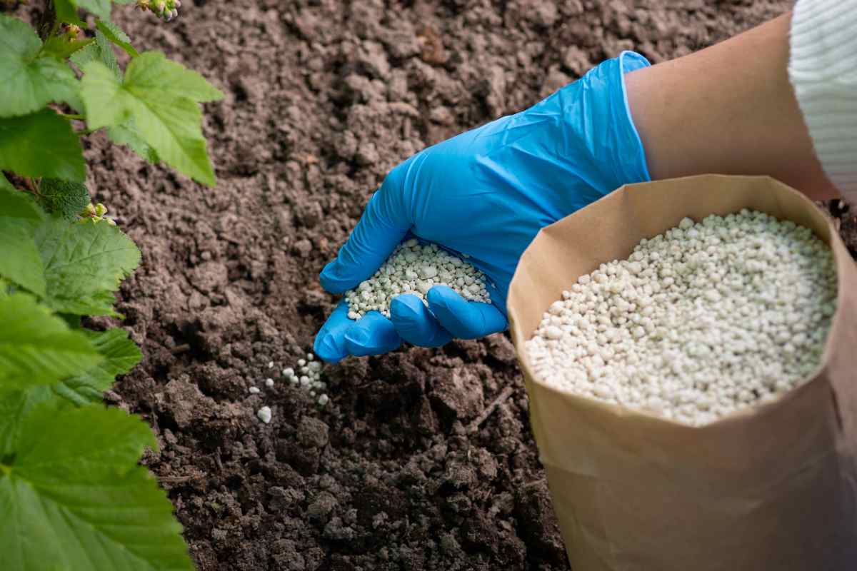 Bón Quá Nhiều Phân Hóa Học Không Giúp Cây Khỏe Hơn