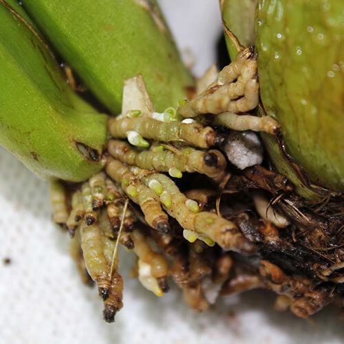 Nồng Độ Phân Cao Có Thể Làm Cháy Rễ