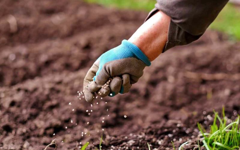 Phân hữu cơ phù hợp khi cần cải thiện đất lâu dài