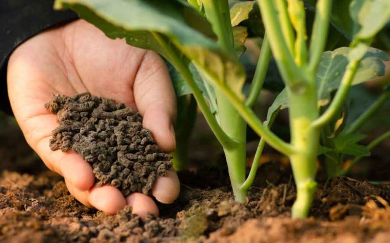 Phân hóa học cung cấp dinh dưỡng khoáng cho cây trồng