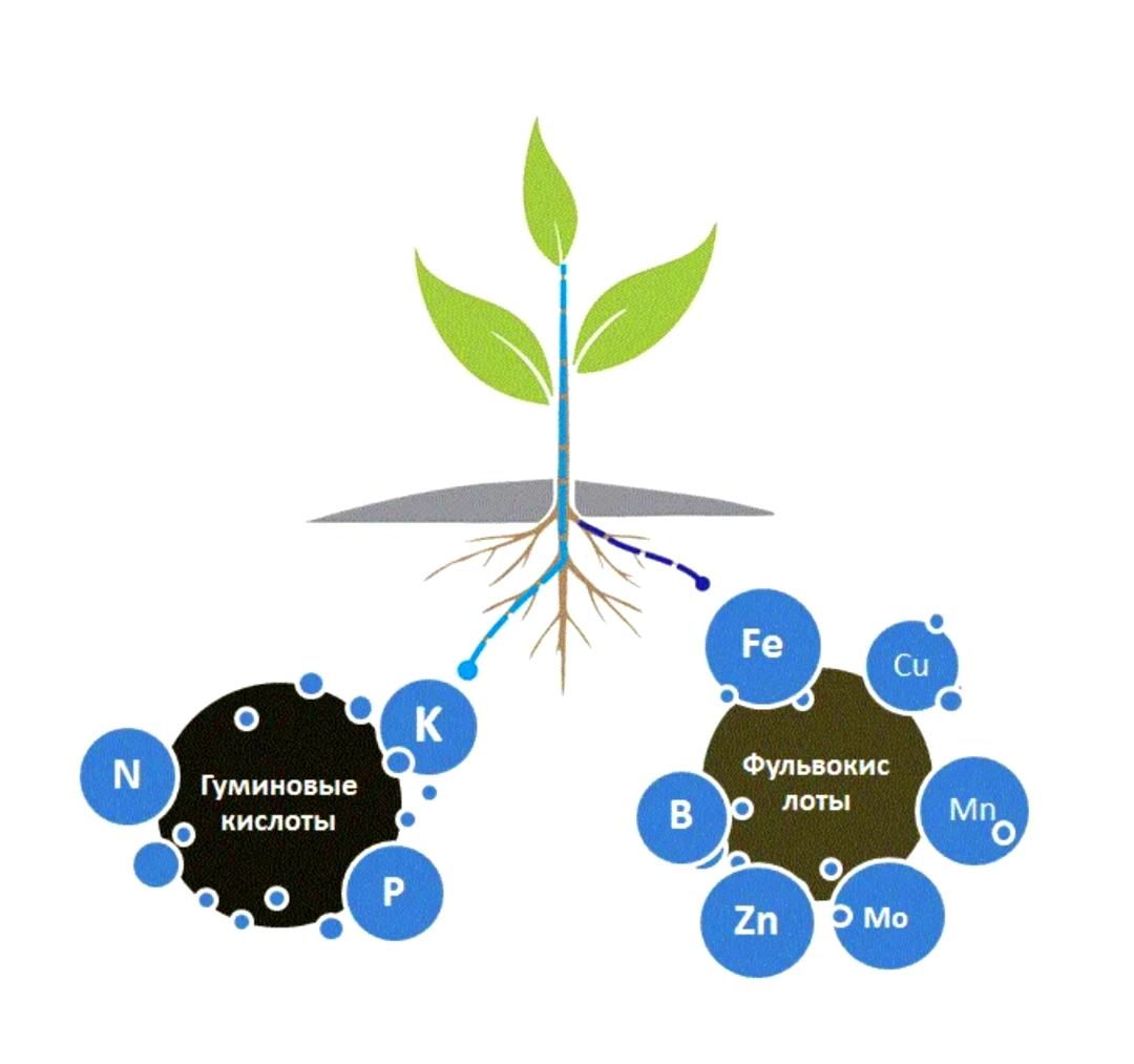 Axit humic là hợp chất hữu cơ tự nhiên trong đất