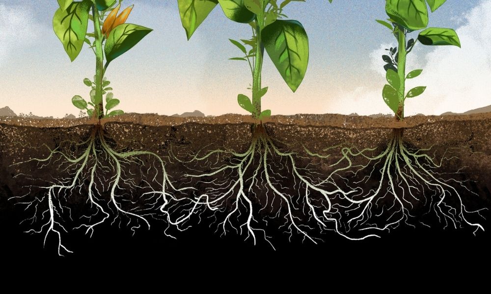 Cách sử dụng axit humic cho vùng đất và bộ rễ