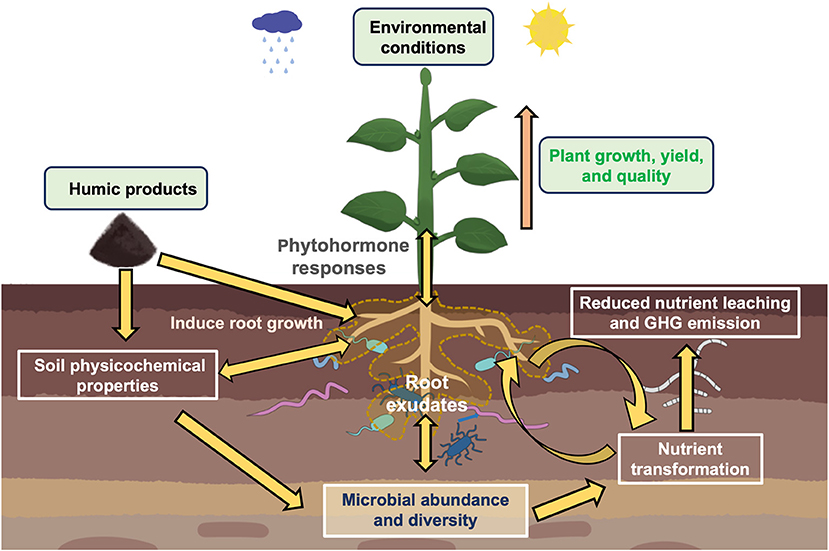Humic hỗ trợ cải thiện môi trường vùng rễ và nền đất