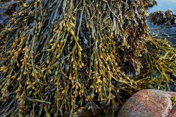 Rong biển Ascophyllum nodosum dùng trong nông nghiệp